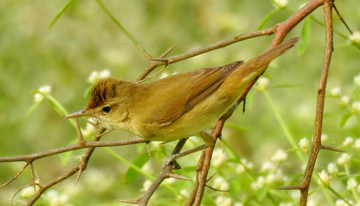 Blyth's reed warbler