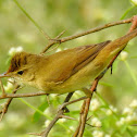 Blyth's reed warbler