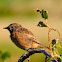 Stonechat; Tarabilla Común