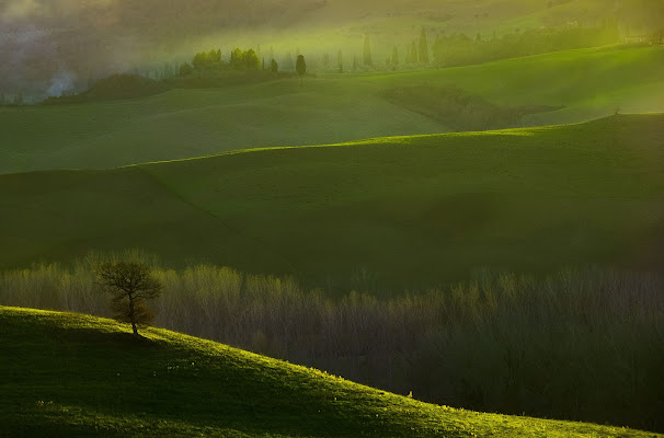 Verde tra luci e ombre di utente cancellato