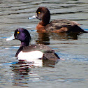 Tufted duck