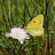 Clouded Yellow