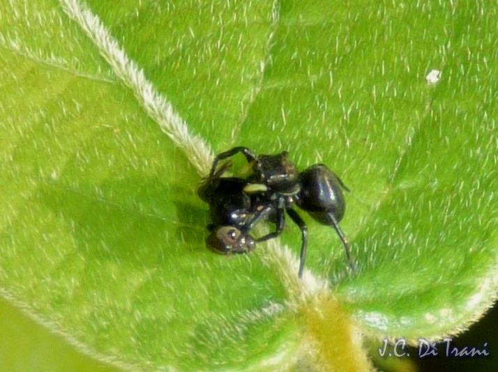 Jumping Spider