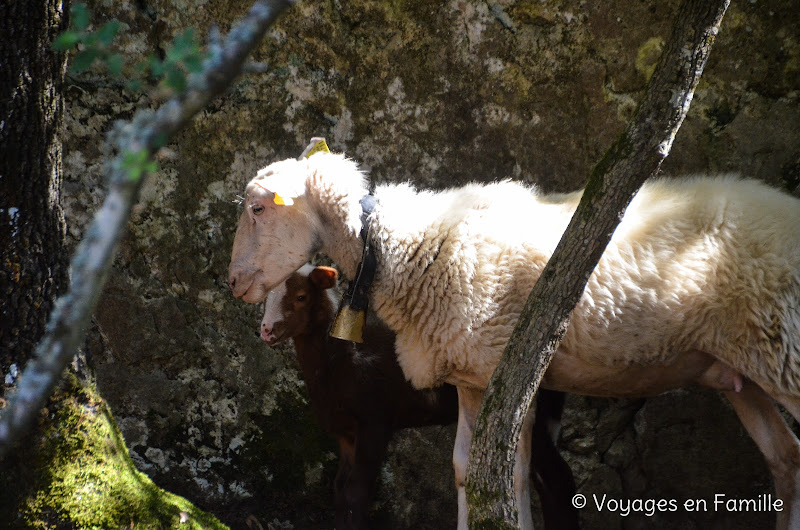 mouton, cuber