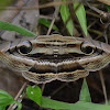 Owlet Moth