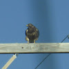 Swainson's Hawk