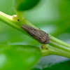 Planthopper