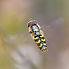 Hoverfly