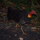 Australian Brush Turkey