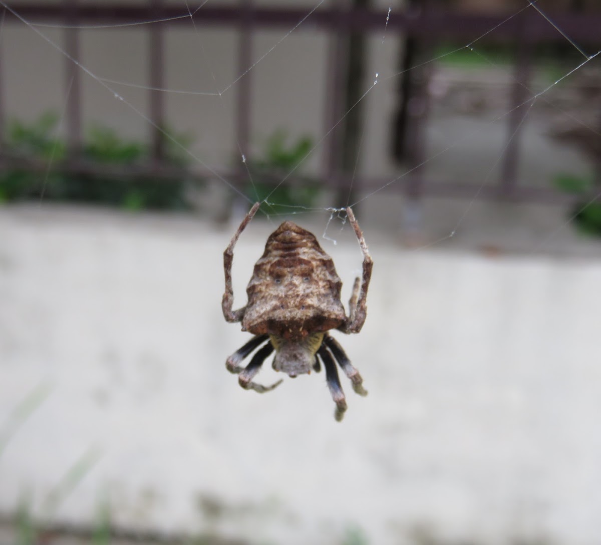 Abandoned-web Orb-weaver