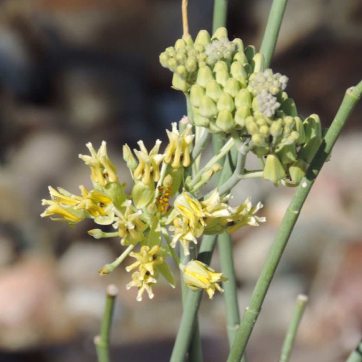 Desert Milkweed