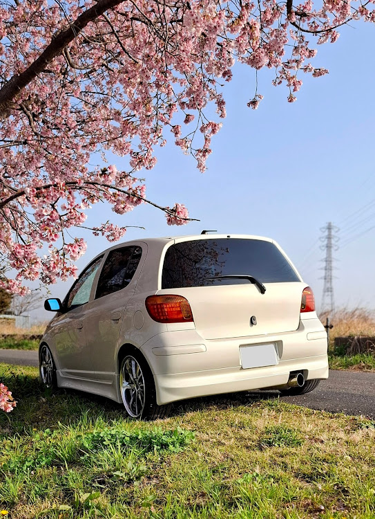 ヴィッツのドライブ・春ですね・春の風物詩と愛車に関するカスタム事例の投稿画像1枚目