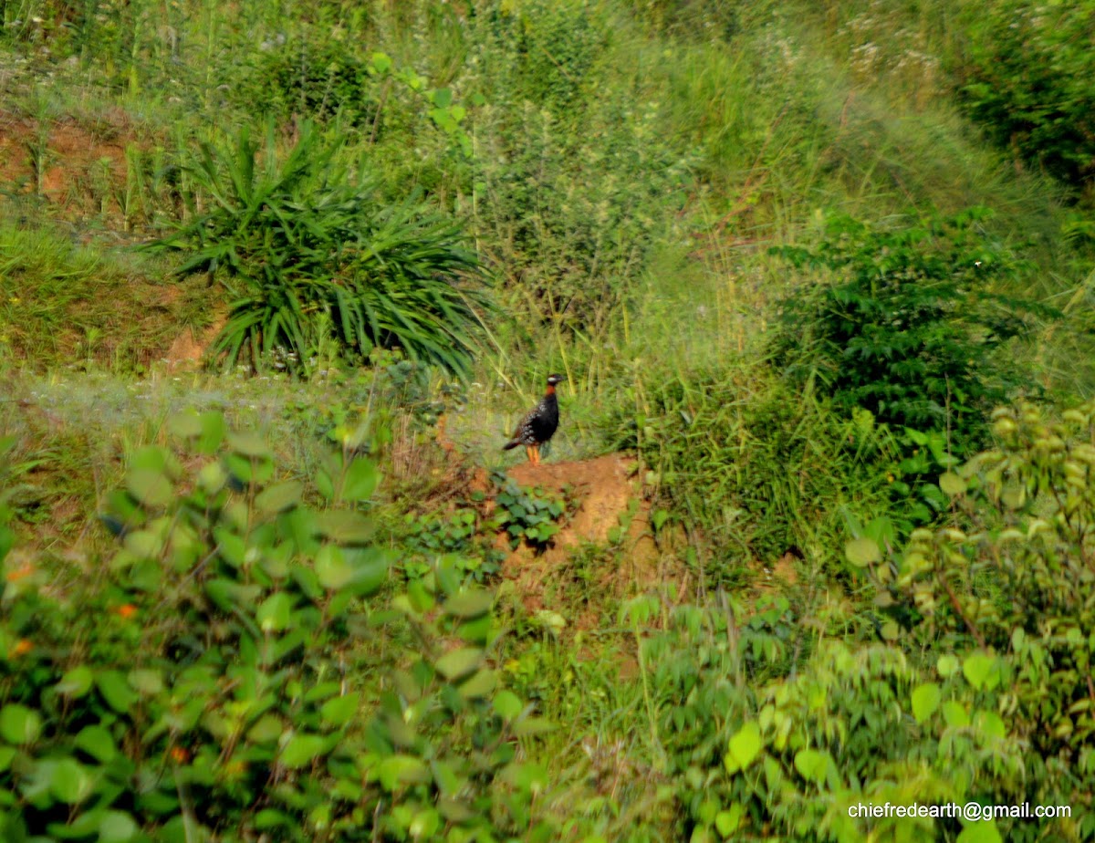 black francolin