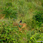 black francolin