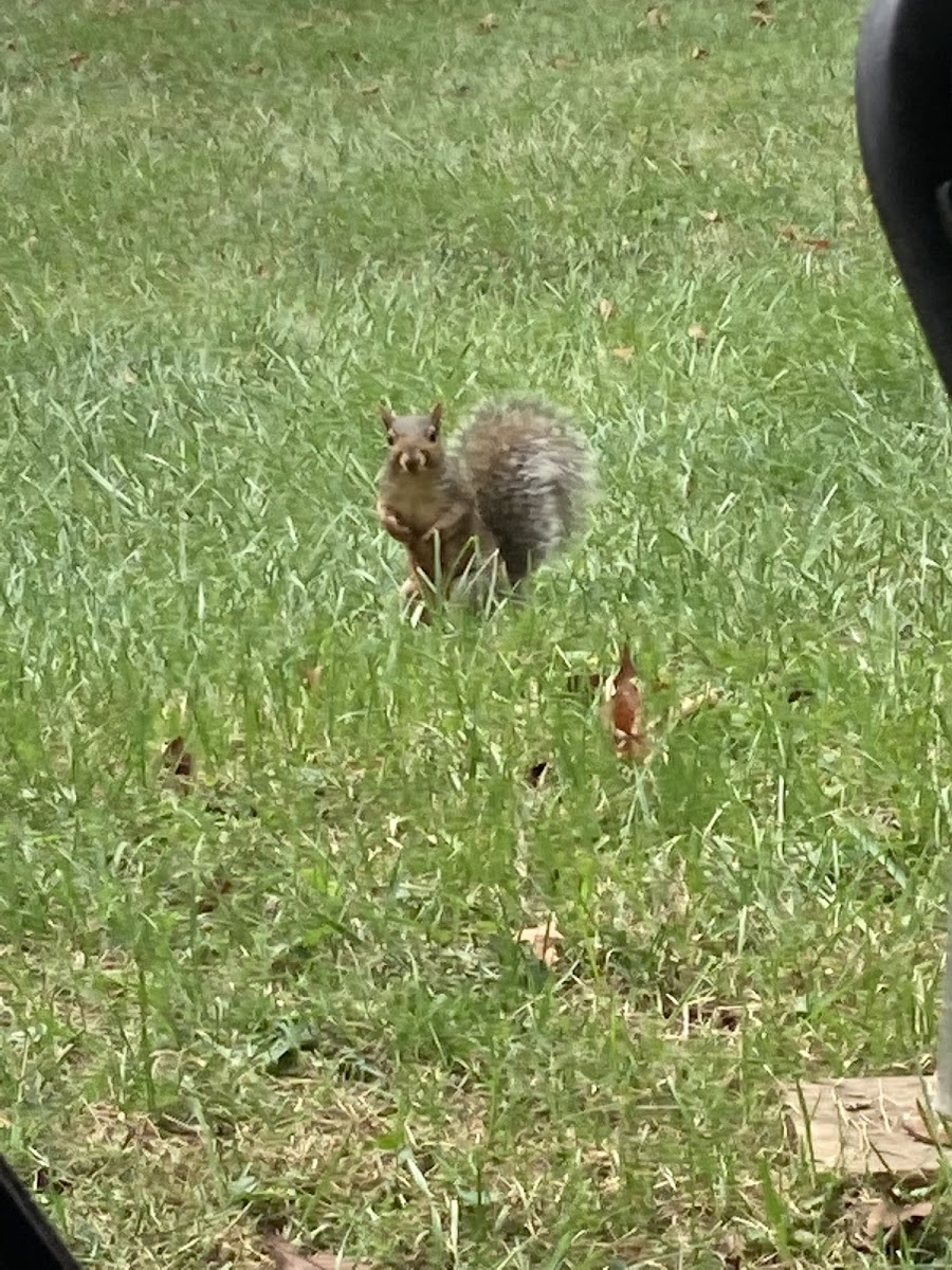 Eastern gray squirrel