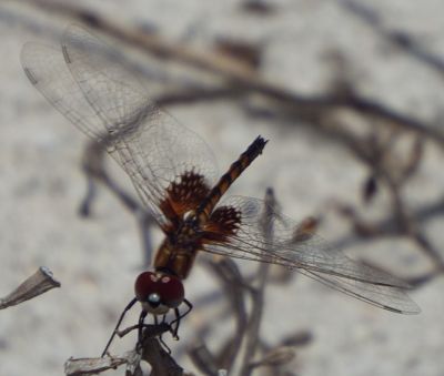 Red Saddlebags female