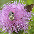 Carpenter Bee, Silver spotted skipper