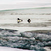 Barrow's Goldeneye