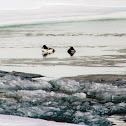 Barrow's Goldeneye