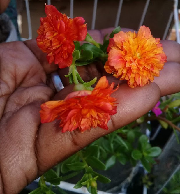 Portulaca umbraticola - variedade All aglow.  Planta suculenta, muito ornamental, de flores singelas e cores vibrantes.  Faz-se presente em muitos jardins ensolarados e alegres.  Quem cultiva uma onze-horas, quer cultivar várias e quem tem várias, quer cultivar todas.  Essas lindinhas são plantas viciantes!