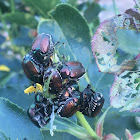 Japanese Beetle