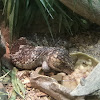 Shingleback Skink