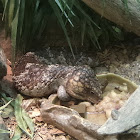 Shingleback Skink