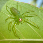 Magnolia Green Jumper ♀