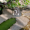 Common Pierrot