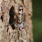 Tachinid fly