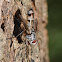 Tachinid fly