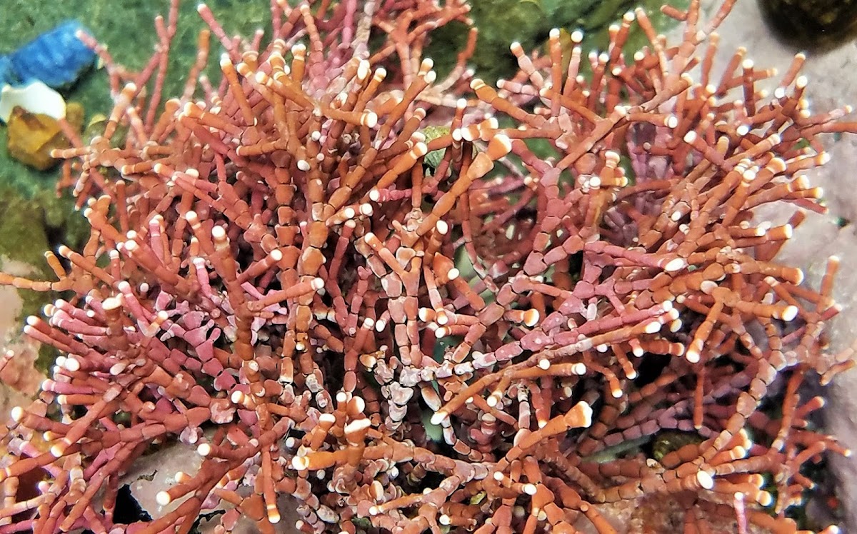 Branching Coralline