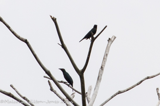 Asian Glossy Starling