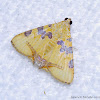 Eulepidotis Moth