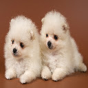 Adorable Puppies Chrome extension download