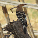 Eurasian Hoopoe