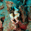 Dark Margin Glossodoris