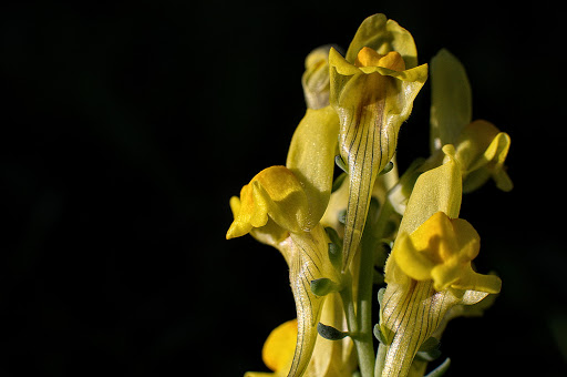 Linaria polygalifolia