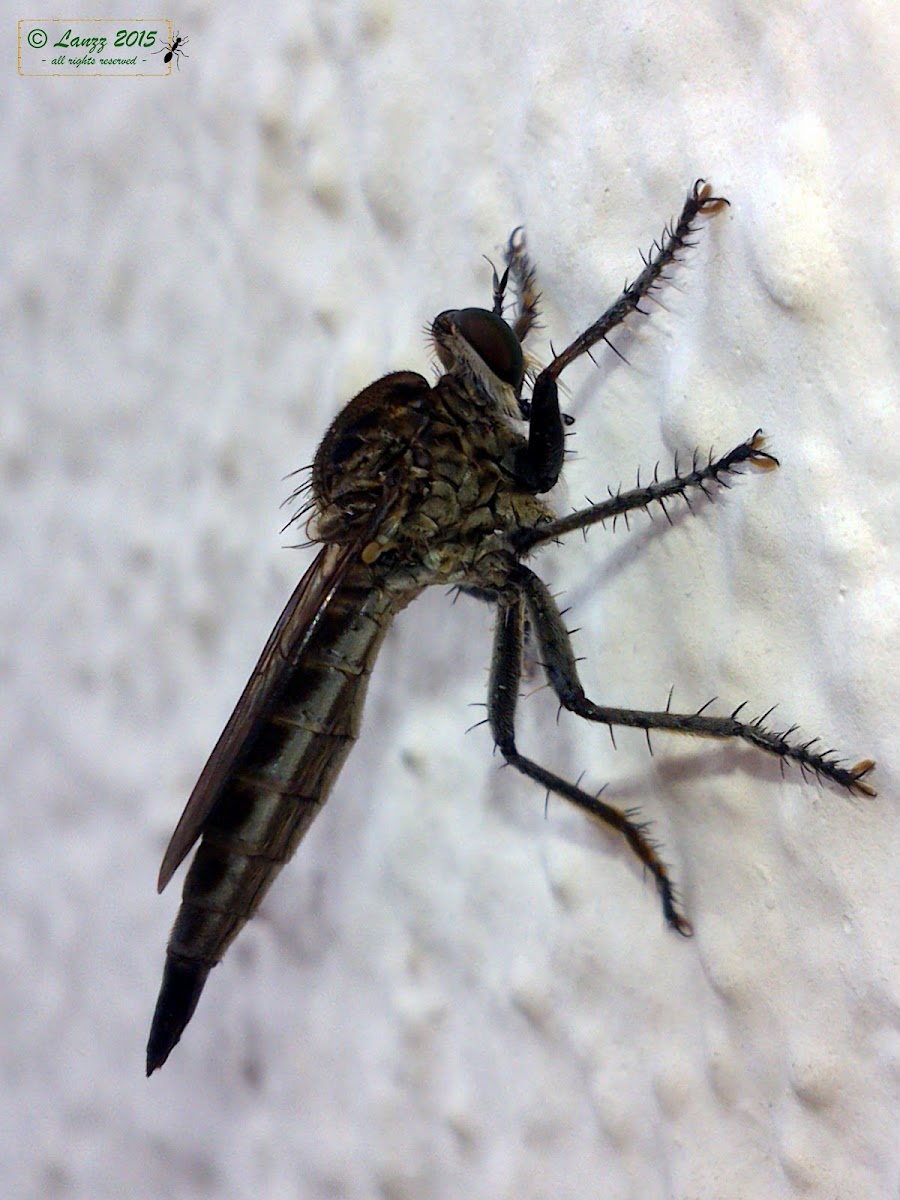 Unidentified Robber Fly