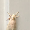 Tussock Moth (sp)