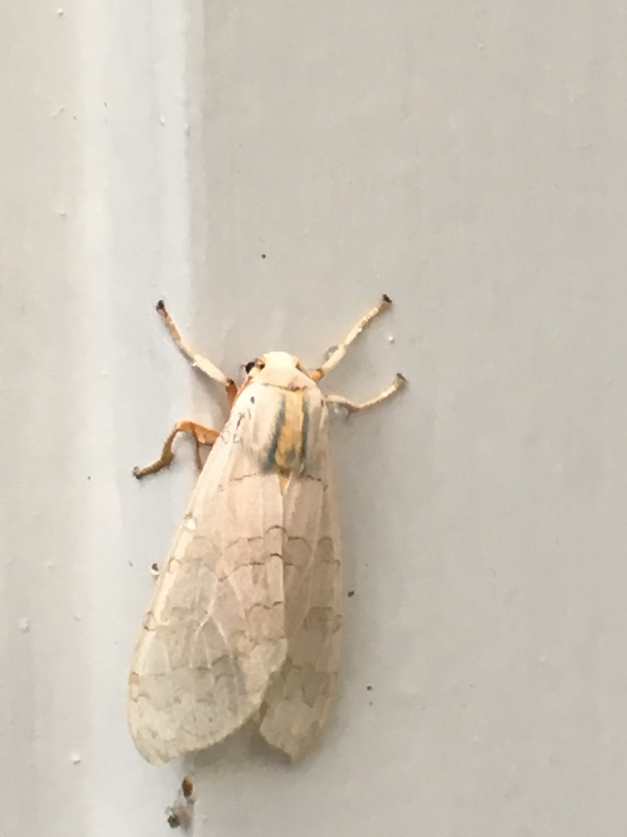 Tussock Moth (sp)