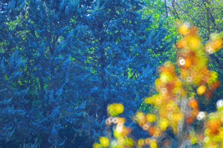 Vegetazione e colori di si