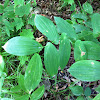 Bellwort