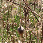 Insect gall