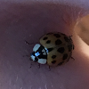 Harlequin or Asian ladybeetle