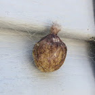 Garden Spider egg sac