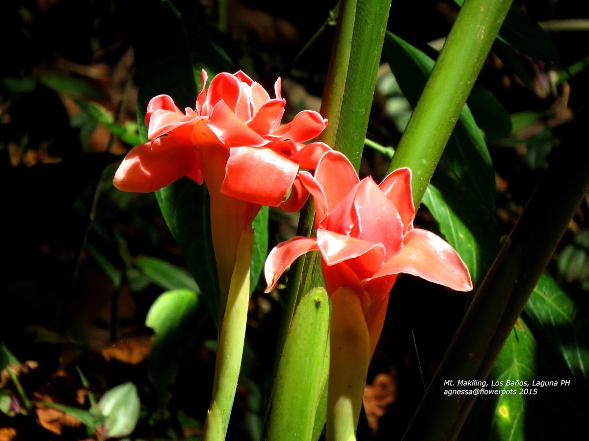 Pink Ginger Lily