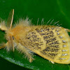 Tussock Moth