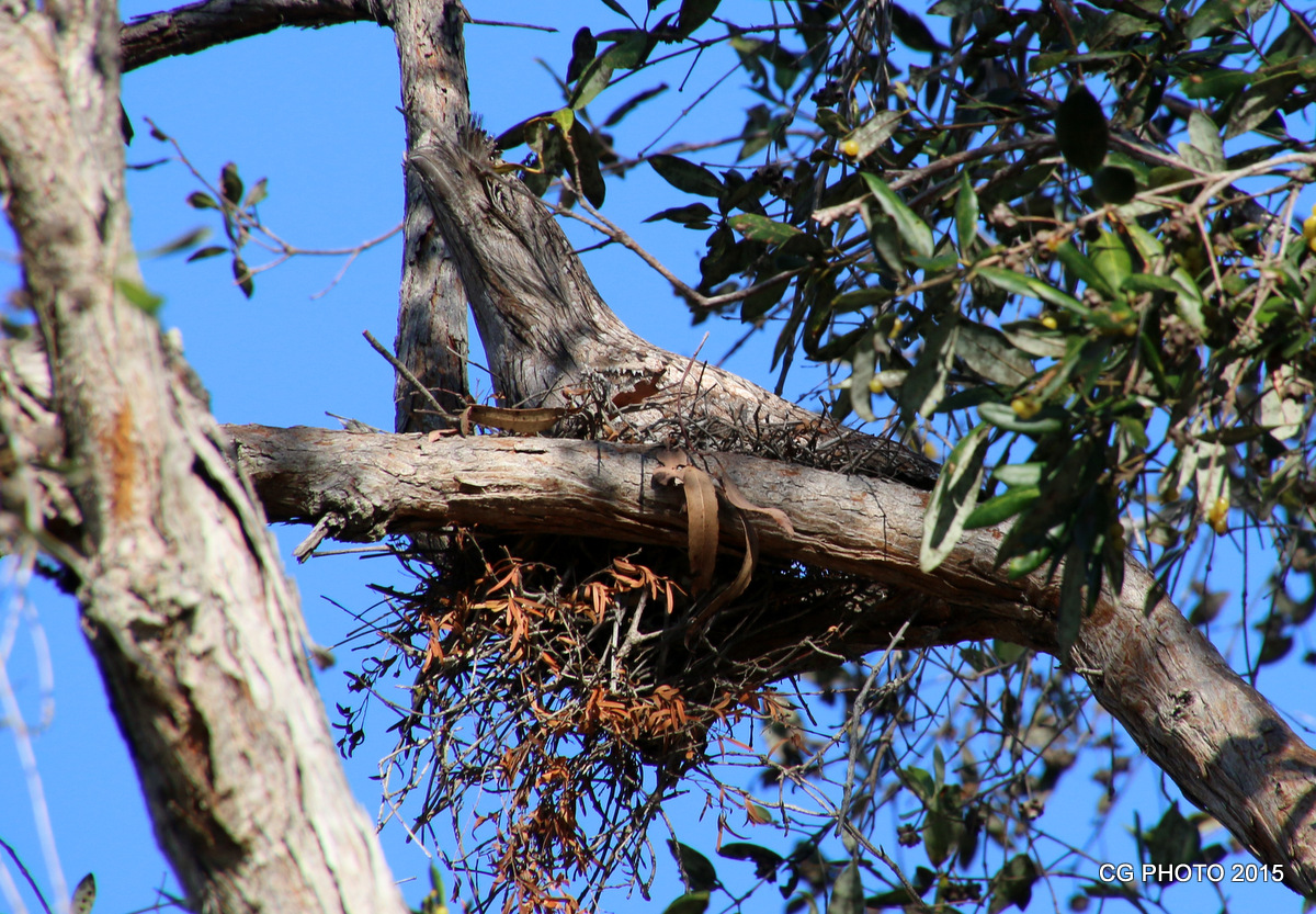 Tawny Frogmouth