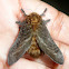 Flannel moth